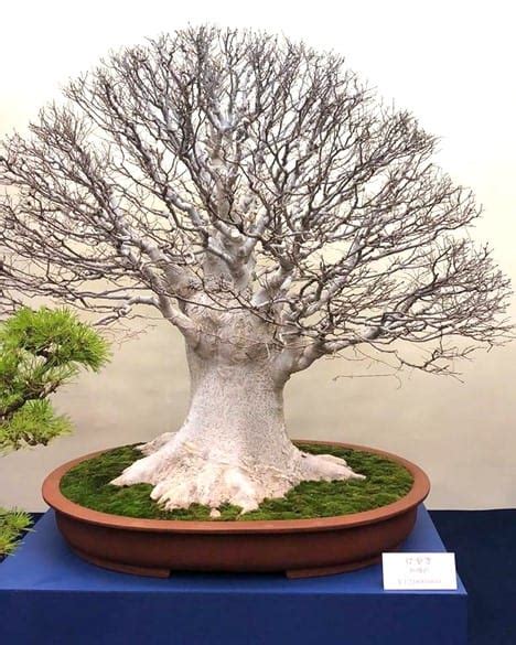 8 Most Expensive Bonsai Trees Ever Sold - Rarest.org