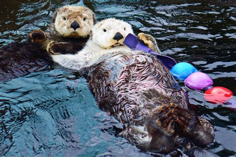 Sea Otters holding hands by koolguy on DeviantArt