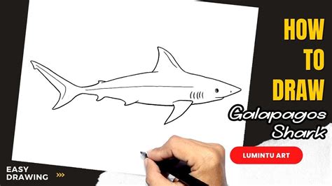 How To Draw Galapagos Shark Easy Galapagos Shark Drawing YouTube