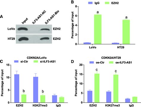 ILF3 AS1 Recruits EZH2 To Mediate H3K27 Trimethylation And Regulate