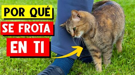 Qué significa cuando un gato SE FROTA EN TI Esto puede sorprenderte