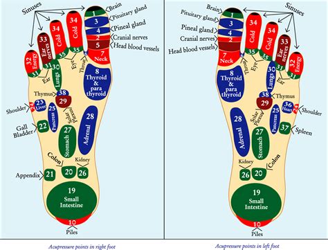 Acupressure Points – AcuMapa