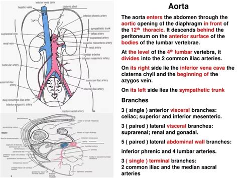 Ppt Aorta Powerpoint Presentation Free Download Id 9727878