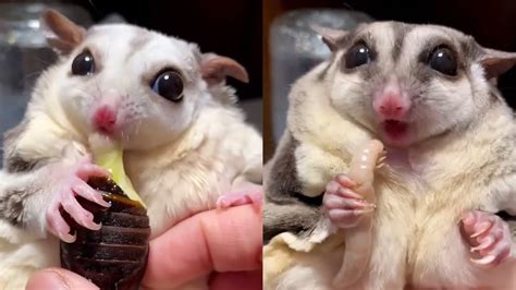 An Immersive Collection Of Sugar Gliders Eating Bugs They Are So