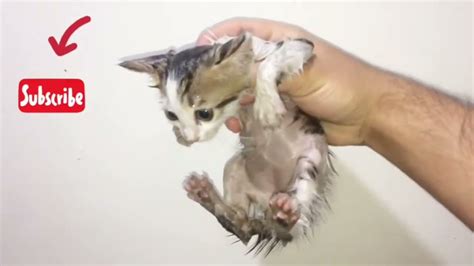 Save Me Protected Baby Kittens Of Abandoned Cats One Day After Birth