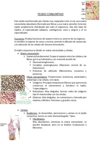 TEJIDO CONJUNTIVO Pdf