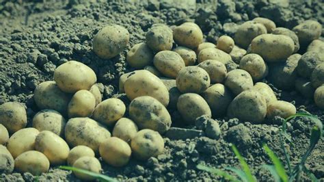 Are Potato Leaves Poisonous? Understanding The Risks | Just Pure Gardening