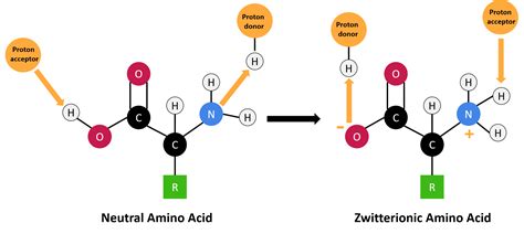 Amphiprotic vs. Amphoteric — Comparison & Examples - Expii