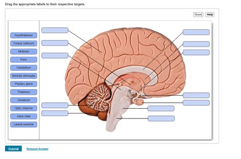 Drag The Appropriate Labels To Their Respective Targets. Lamina