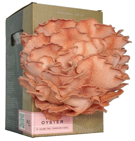 Pink Oyster Mushroom Grow Kit Ruby Creek Mushrooms