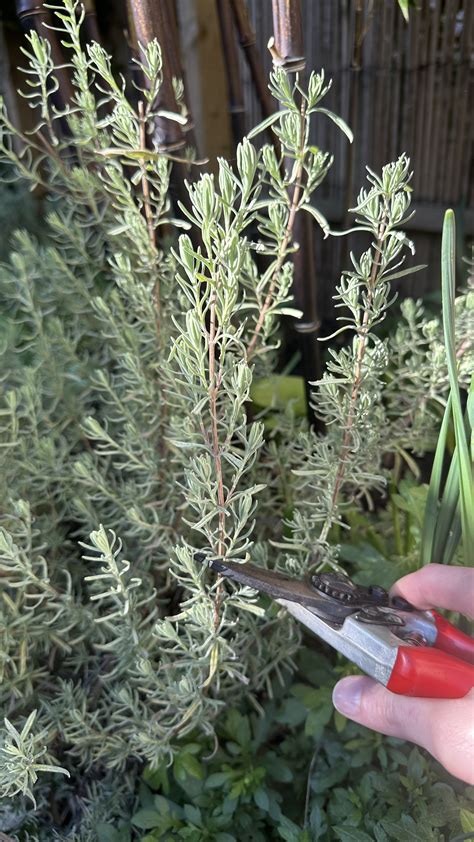 How To Take Lavender Cuttings A Step By Step Guide — Meadowlark Journal