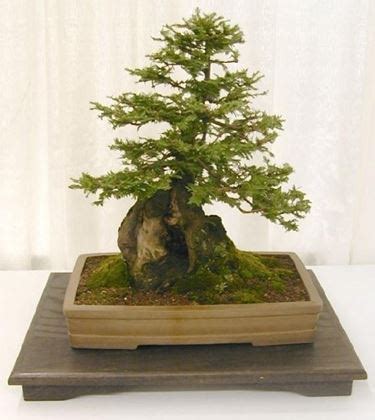 Bonsai de ciprés - Consejos para mi huerto