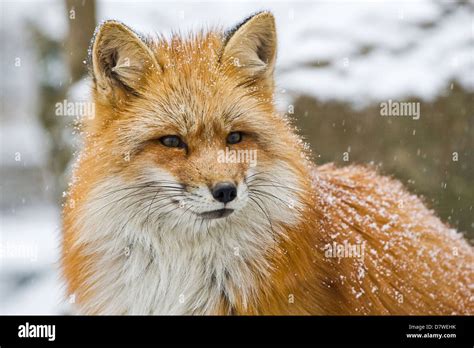 Red Fox Portrait Stock Photos And Red Fox Portrait Stock Images Alamy