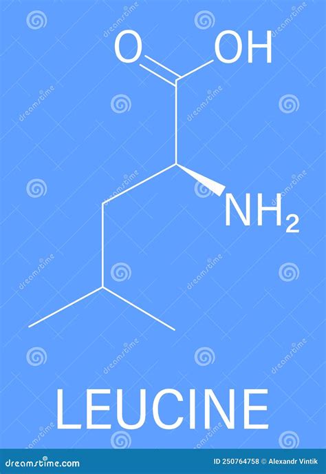 Leucine Leu C H No Essential Amino Acid Structural Chemical