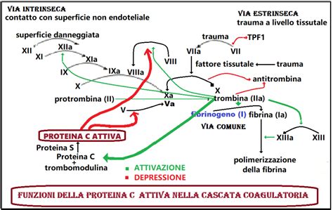 Proteina C Fertilitycenter