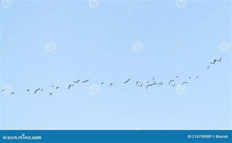 A Flock Of Migratory Birds In The Sky Stock Image Image Of