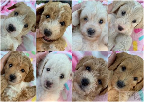 Goldendoodles & Poodles - Orchard Pups - Orchard Pups