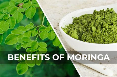 Health Benefits Of Moringa Why It Is Called Tree Of Miracles Moringa