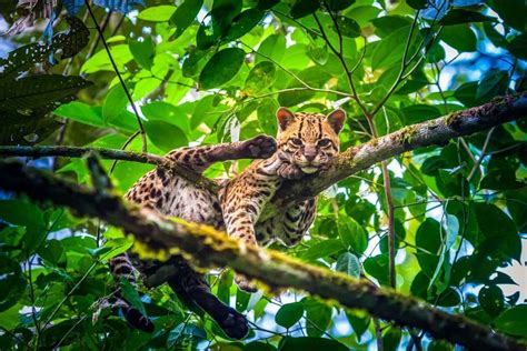 Felinos De Costa Rica Fauna De Costa Rica