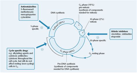 Chemotherapy Drugs And Cell Cycle