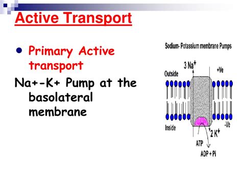 Ppt Renal Tubular Transport Mechanisms And Functions Powerpoint