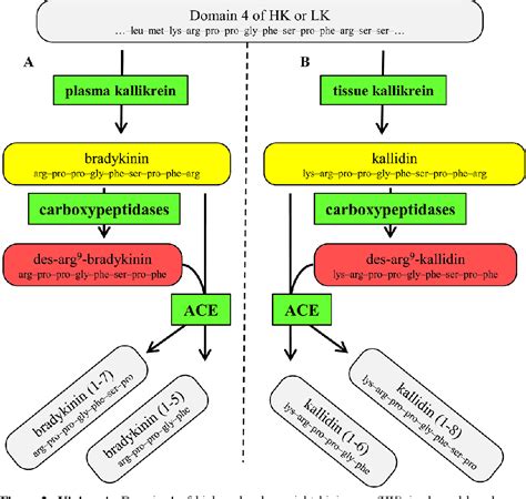 Figure 2 from KININ SYSTEM ACTIVATION | Semantic Scholar