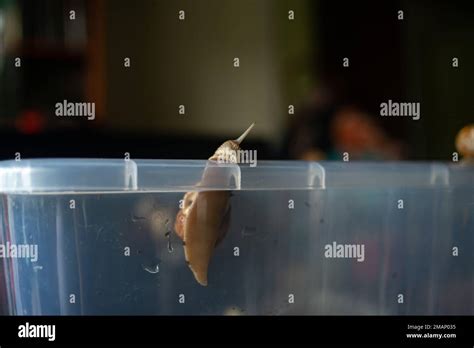 Plastic Snail Hi Res Stock Photography And Images Alamy