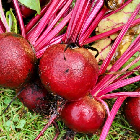 The Ultimate Guide to Growing Beets - Home Garden Joy