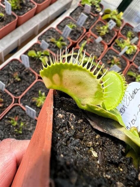 GJ Green Zebra Venus Flytrap Dionaea Pictures Mi Flytraps