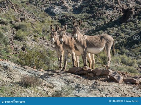 Wild Burros In The Nevada Desert Stock Photography