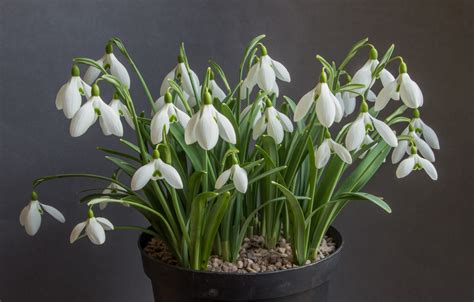 Galanthus plicatus | Plant Portrait- Alpine Garden Society