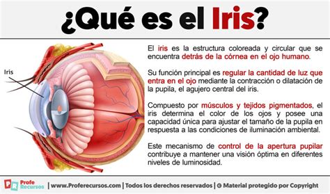 Qué es el Iris Definición de Iris del Ojo