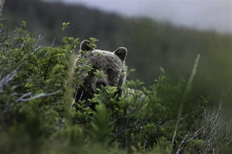 New Science On Same Sex Behavior In Wildlife The National Wildlife Federation Blog