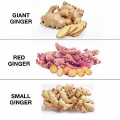 Ginger