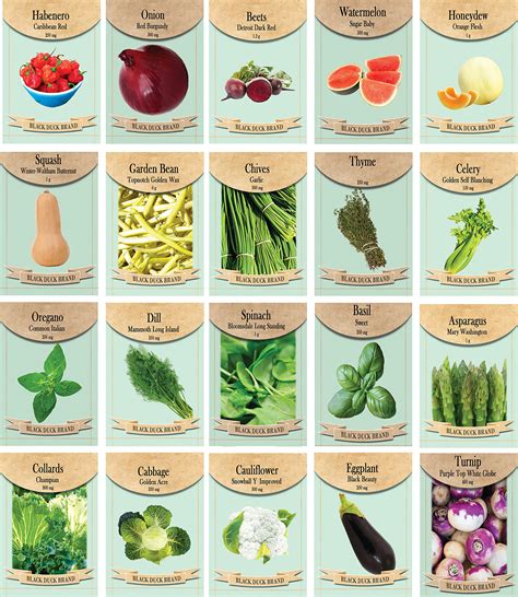 Amazon.com : Set of 20 Assorted Vegetable & Herb Seed Packets - Create ...