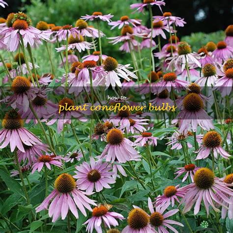 Planting Coneflower Bulbs A Step By Step Guide ShunCy