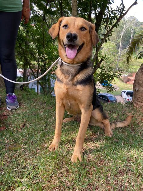 Feira De Ado O De C Es E Gatos Da Prefeitura De Sorocaba Acontece No