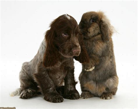 Chocolate Roan Cocker Spaniel Puppies