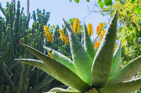 Agave And Aloe Central Valley Builders