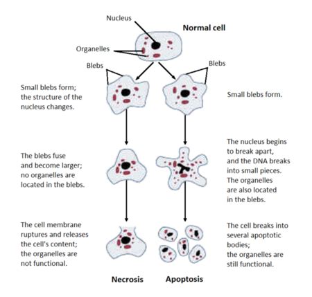 Anchorage Dependence Overview Cells Study