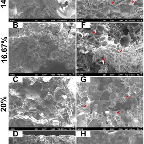 Sem Images Of Ng Plga Scaffolds The Concentration Of Plga In The