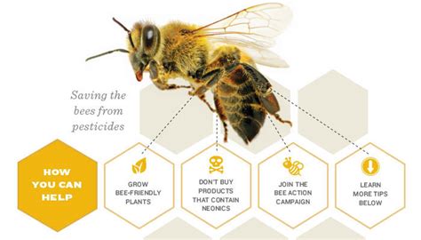 Saving the bees from pesticides linked to Colony Collapse | PCC Community Markets