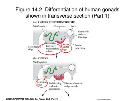 PPT Chapter Germ Cells Fertilization And Sex PowerPoint Presentation ID