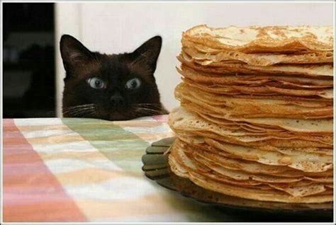 Omgcrepes Pancake Cat Food Jokes Brunch Spots