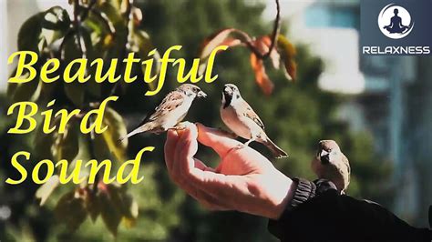 Forest Birds Chirping Sound Relax Nature Sound Soothing Bird Sound