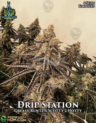 Drip Station Strain Feminized Seeds Exotic Genetix