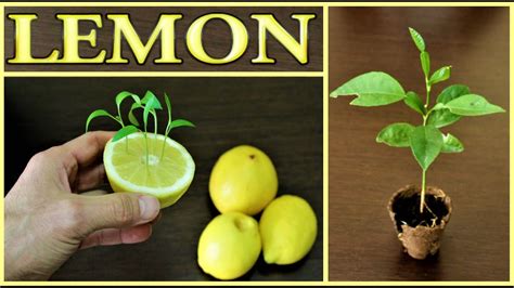 Pianta Di Limone In 7 Giorni How To Grow A Lemon Tree From Seed In 7