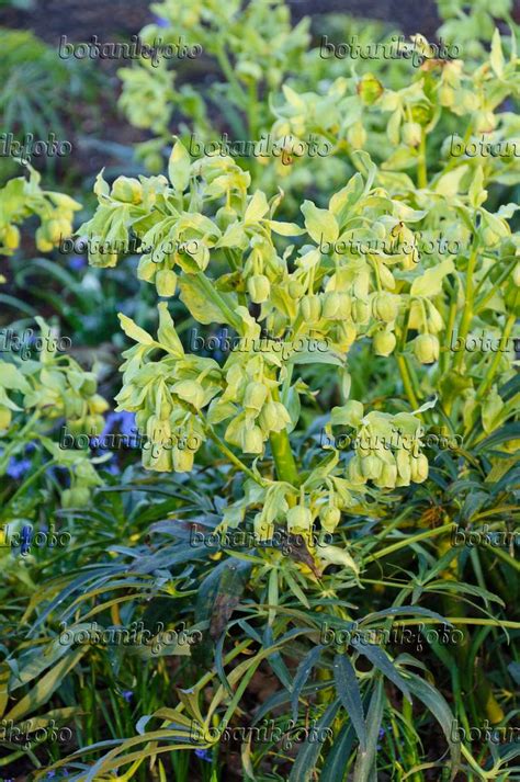 Image Stinking Hellebore Helleborus Foetidus 470131 Images Of