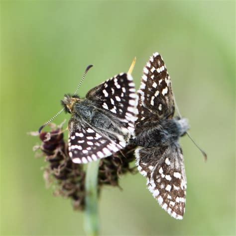 L Hespérie de la mauve Forêt d Orléans