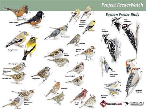 42 Printable Bird Identification Chart Backyard Birds Nature Journal